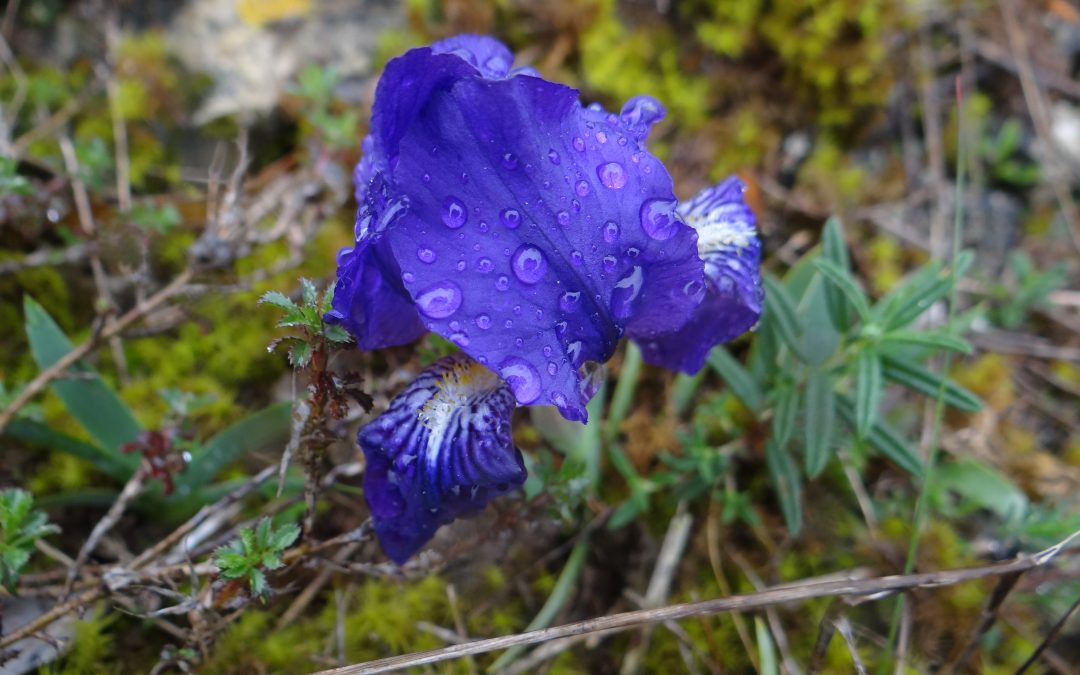 Iris des garrigues – Iris lutescens