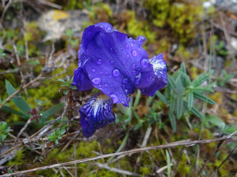 Iris des garrigues – Iris lutescens