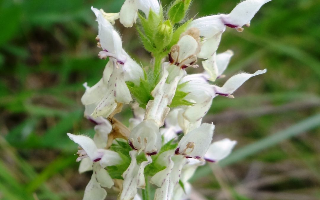 Épiaire droite – Stachys recta