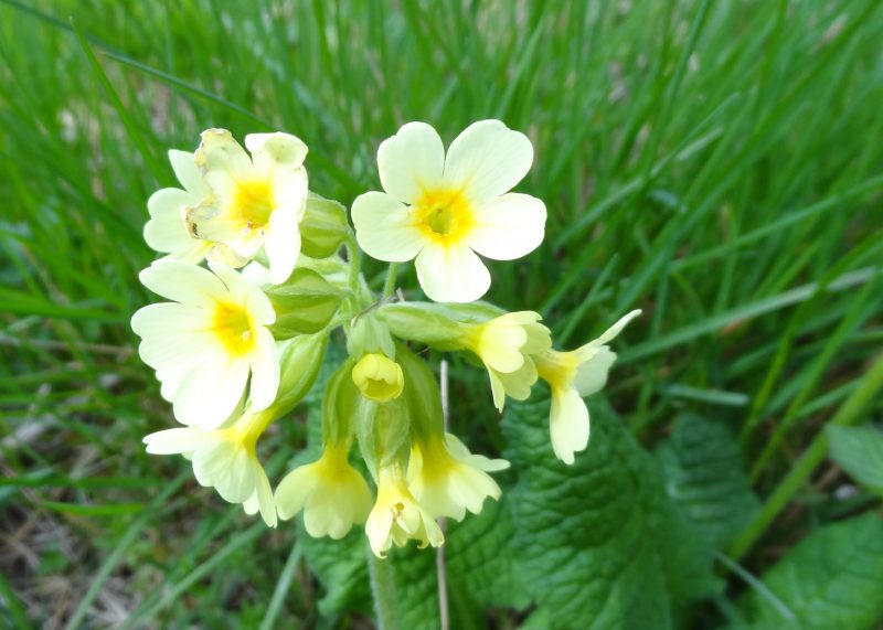 Primevère élevée - Primula elatior subsp elatior