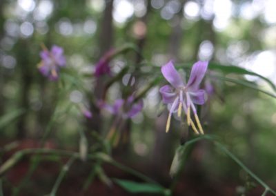 Prénanthe pourpre – Prenanthes purpurea