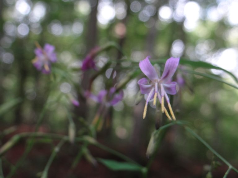 Prénanthe pourpre – Prenanthes purpurea