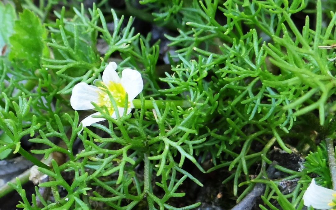 Renoncule aquatique – Ranunculus aquatilis