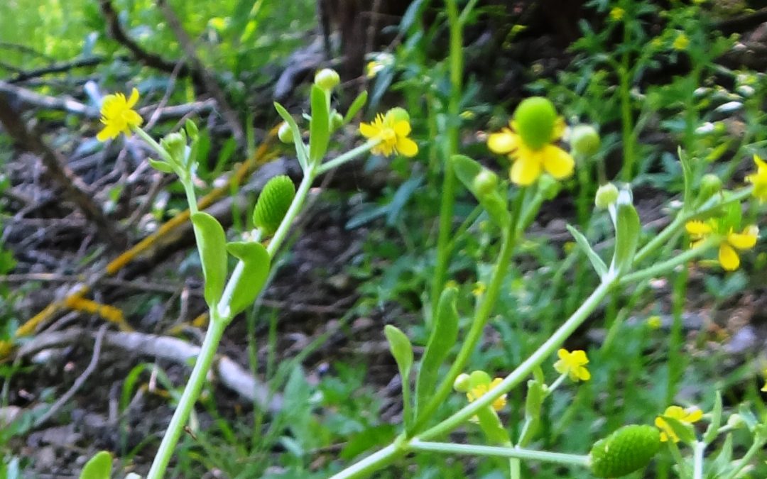 Renoncule à feuilles d’ophioglosse – Ranunculus ophioglossifolius