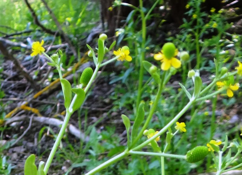 Renoncule à feuilles d’ophioglosse – Ranunculus ophioglossifolius