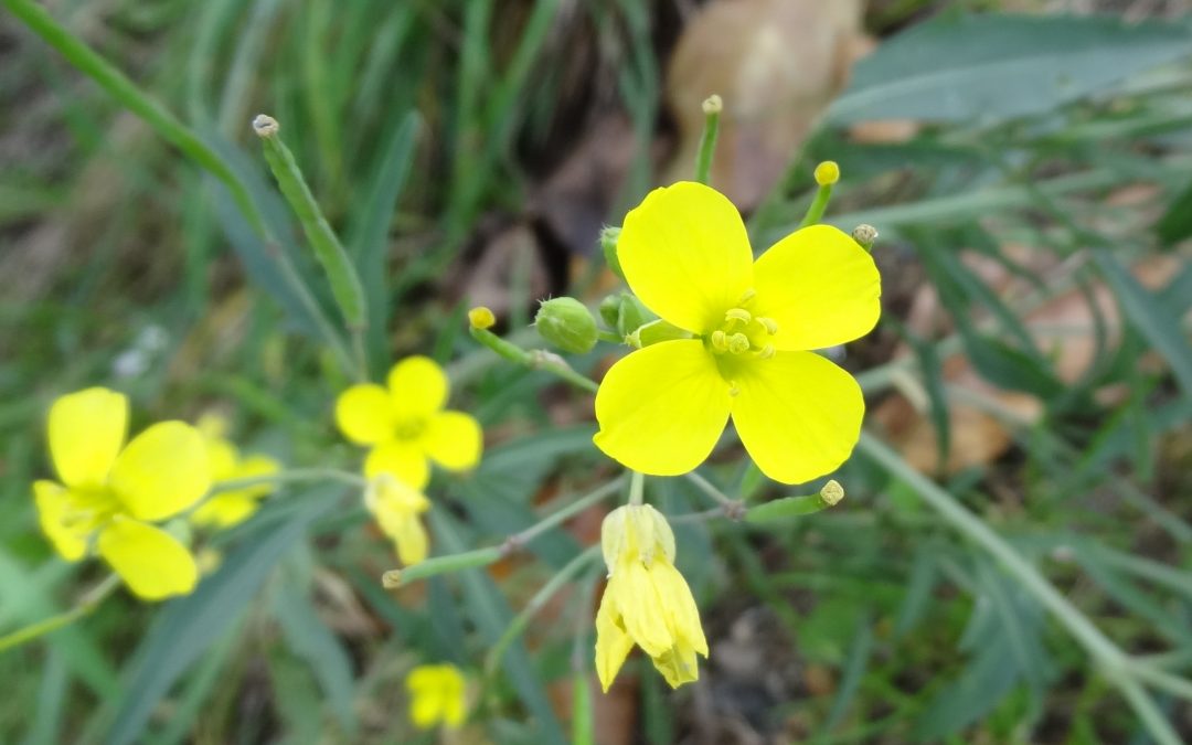 Roquette jaune – Diplotaxis tenuifolia