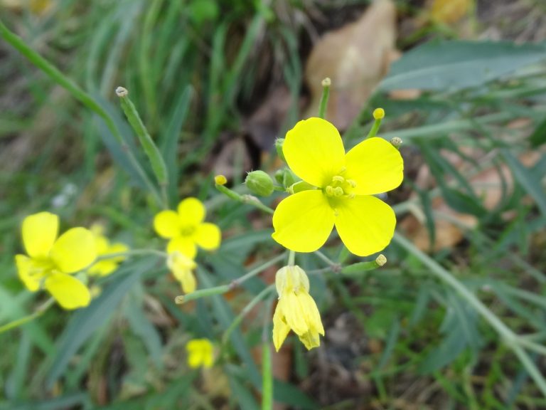 Roquette jaune – Diplotaxis tenuifolia