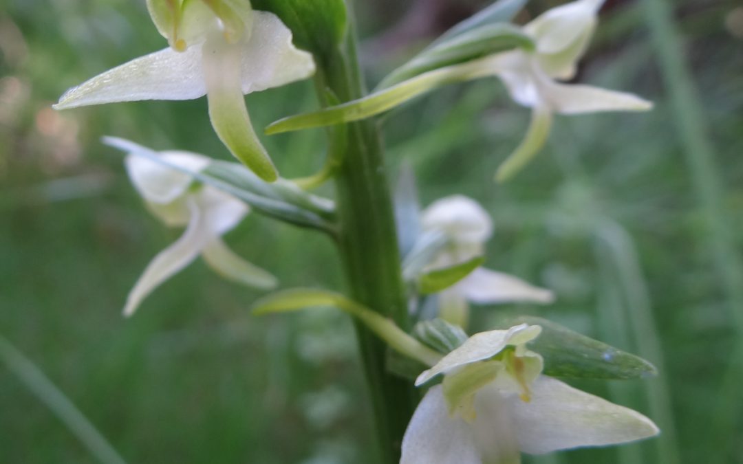 Platanthère à fleurs verdâtres – Platanthera chlorantha