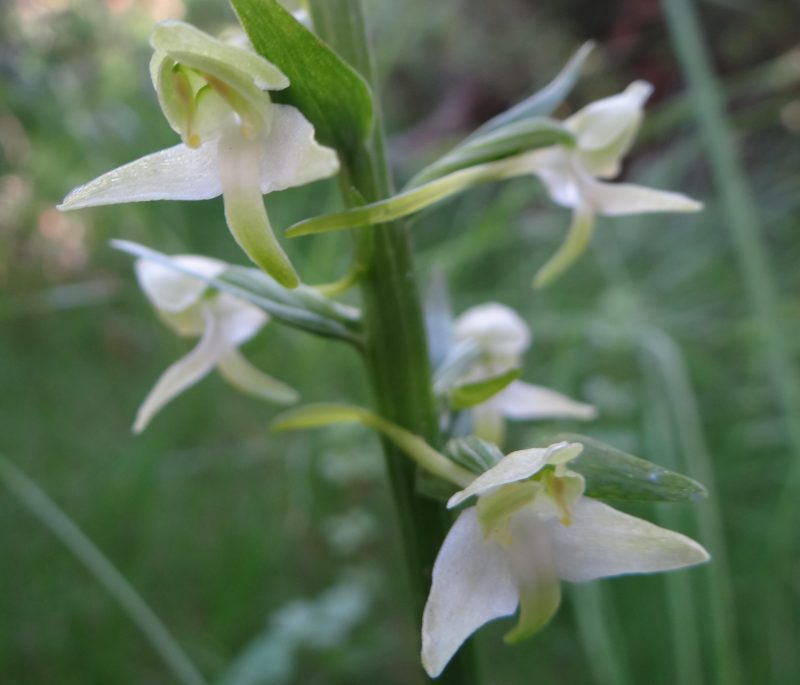 Platanthère à fleurs verdâtres – Platanthera chlorantha