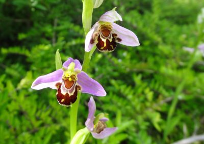 Ophrys abeille – Ophrys apifera