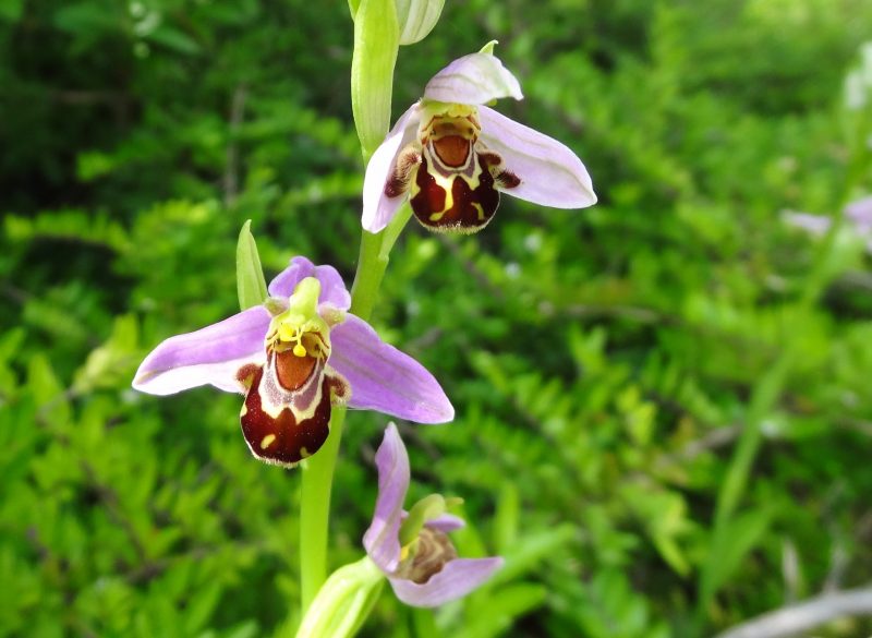 Ophrys abeille – Ophrys apifera