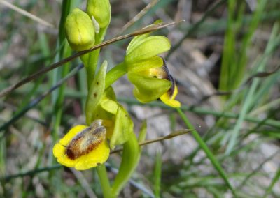 Ophrys jaune – Ophrys lutea