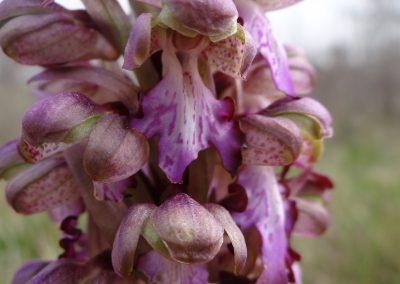 Barlie de robert – Himantoglossum robertianum (Barlia robertiana)