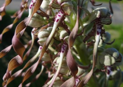 Orchis bouc – Himantoglossum hircinum