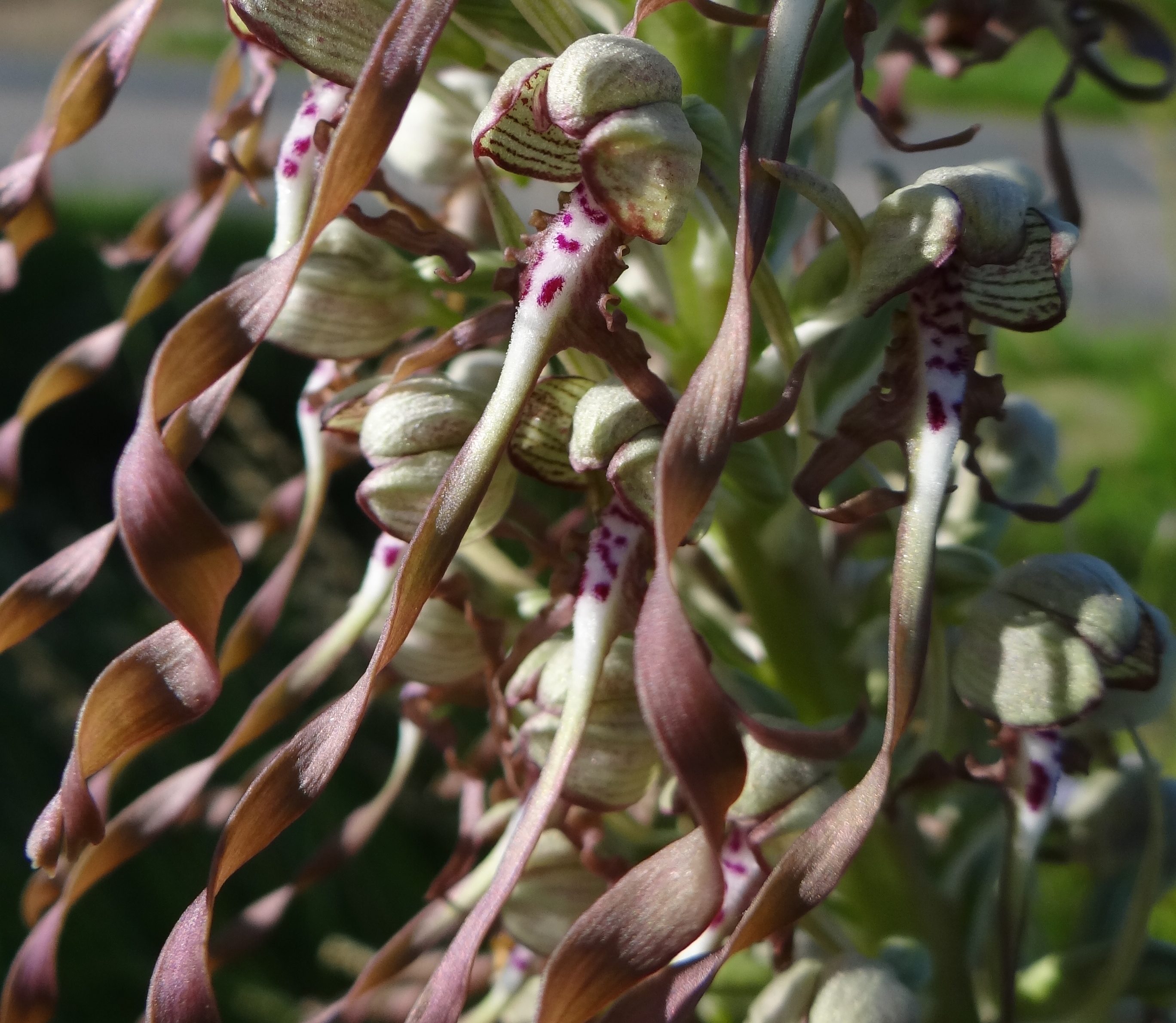 Orchis bouc – Himantoglossum hircinum