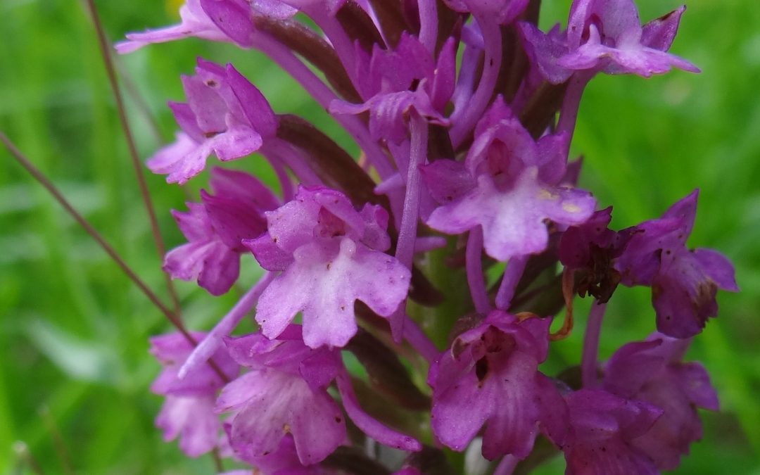 Orchis mâle – Orchis mascula