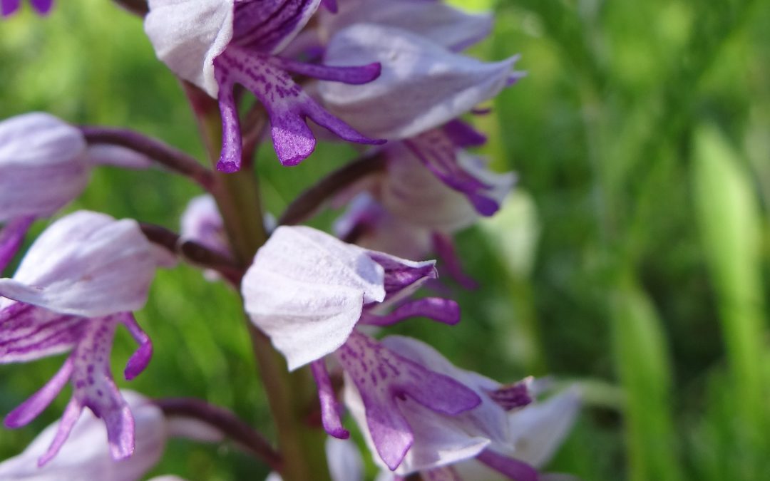 Orchis singe – Orchis simia