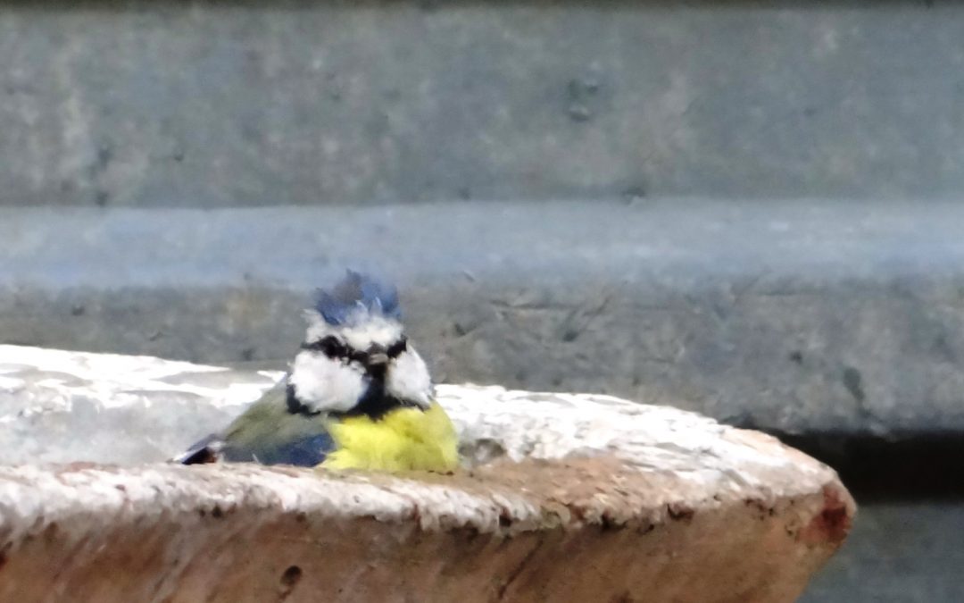 Mésange bleue