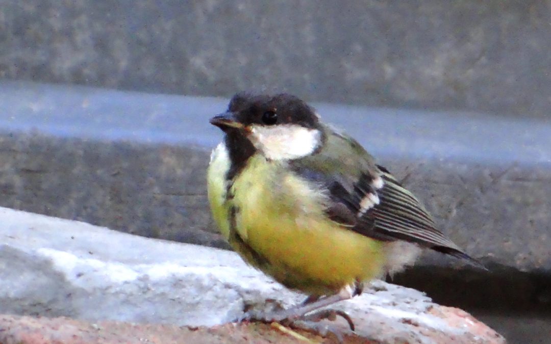 Mésange charbonnière