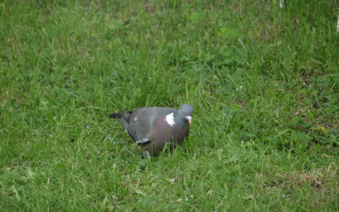 Pigeon ramier ou Palombe
