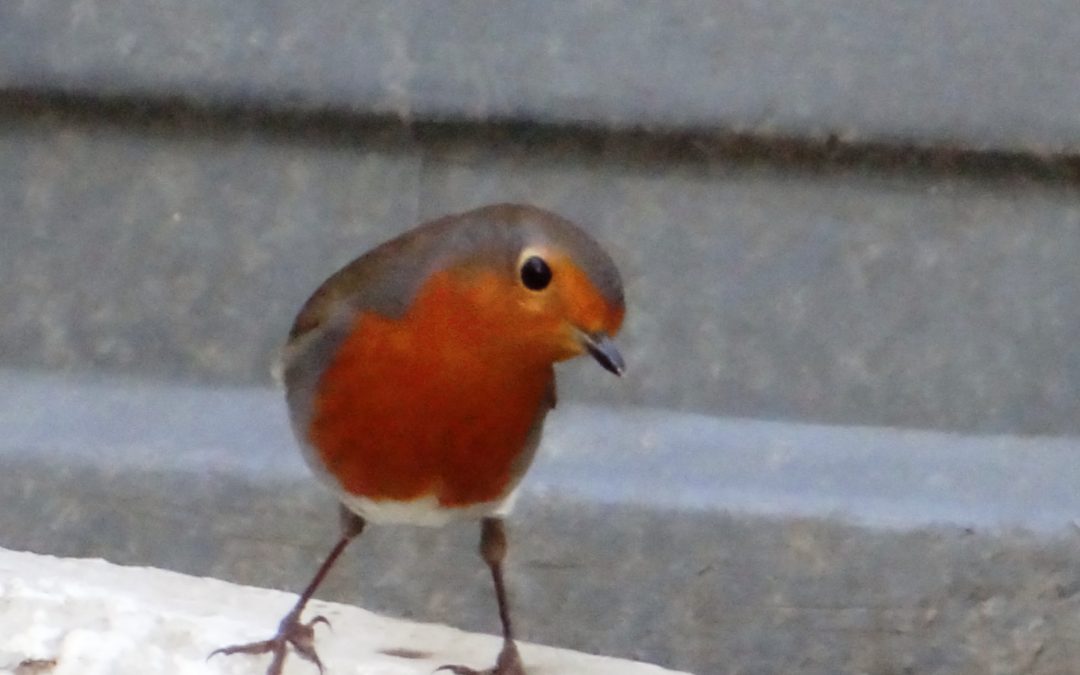 Rouge-gorge