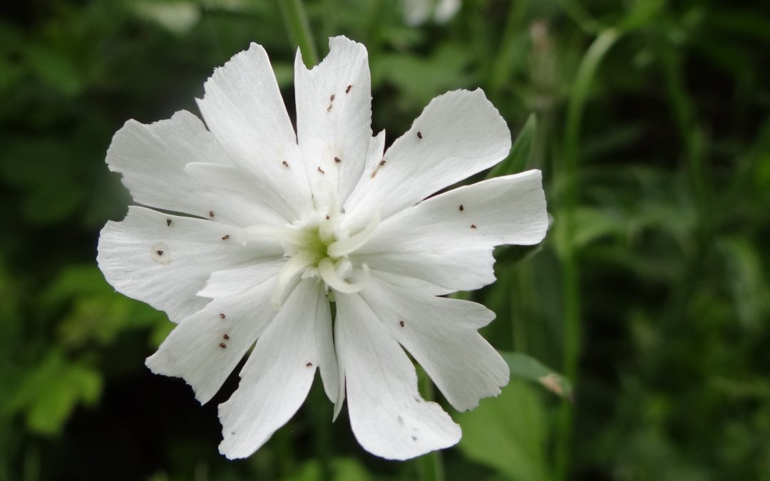 Compagnon blanc – Silene latifolia