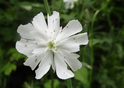 Compagnon blanc – Silene latifolia