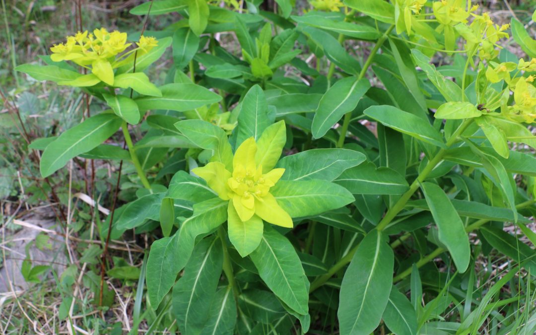 Euphorbe d’Irlande – Euphorbia hyberna