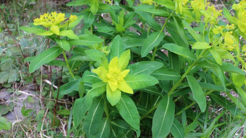 Euphorbe d’Irlande – Euphorbia hyberna