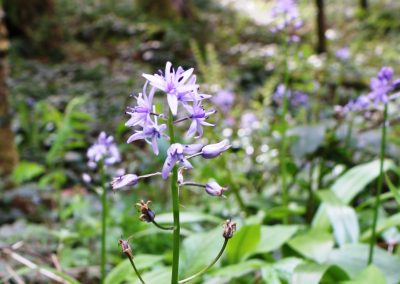 Scille lis jacinthe – Tractema lilio-hyacinthus
