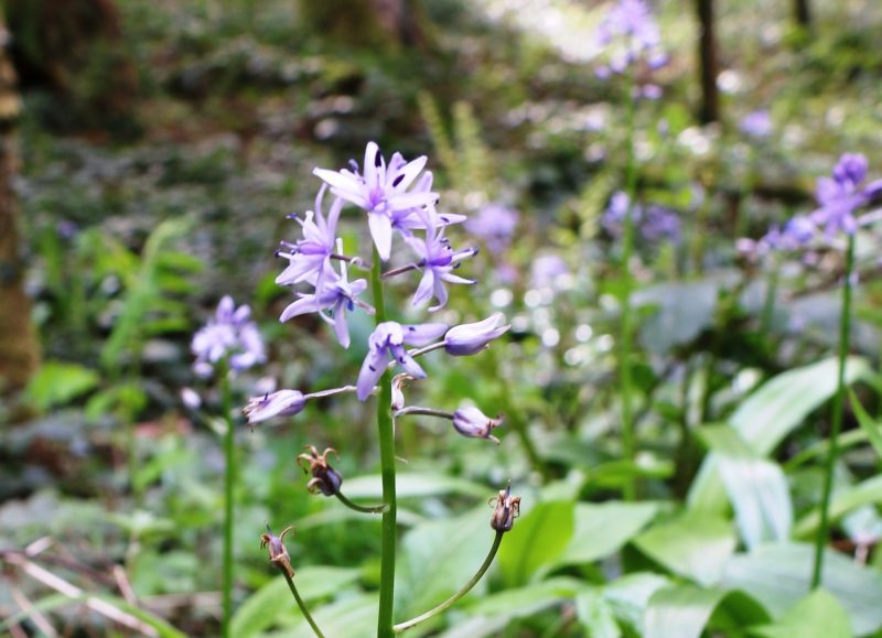 Scille lis jacinthe – Tractema lilio-hyacinthus