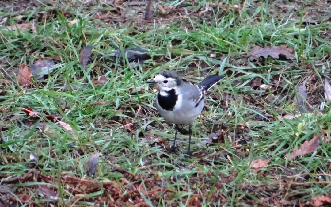 Bergeronnette grise – Motacilla alba