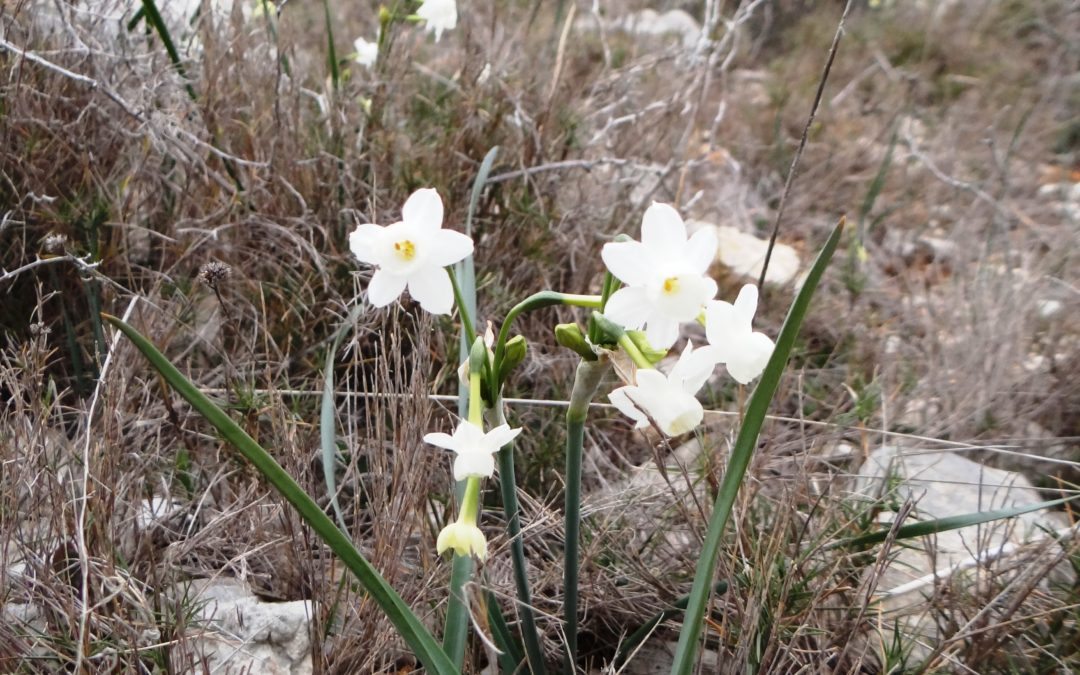 Narcisse douteux -Narcissus dubius