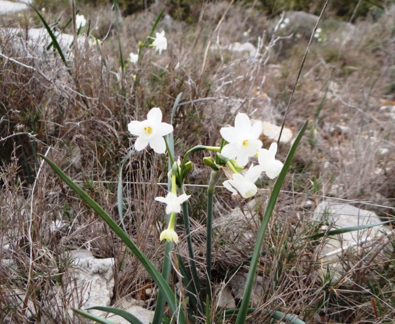 Narcisse douteux -Narcissus dubius